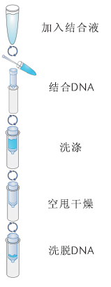 PCR纯化试剂盒