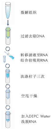 HP总RNA抽提试剂盒