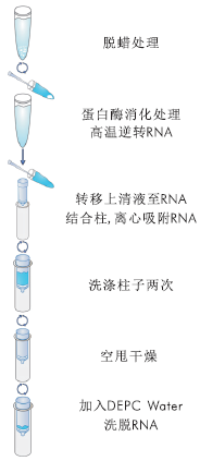 石蜡包埋组织RNA共提取试剂盒