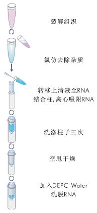 软体动物RNA提取试剂盒