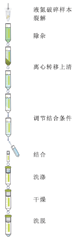 植物DNA大量提取试剂盒