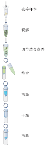 SP真菌DNA小量提取试剂盒