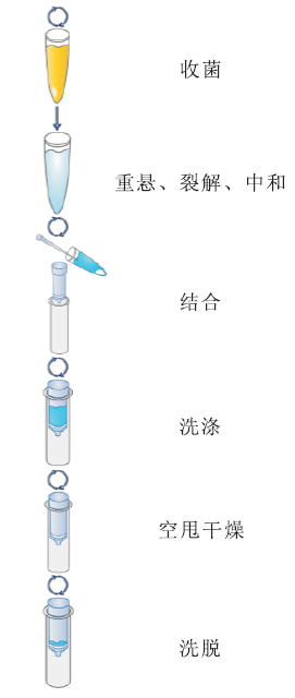 质粒小量提取试剂盒 II型