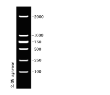 DNA Marker试剂 D2000 DNA LadderM1060