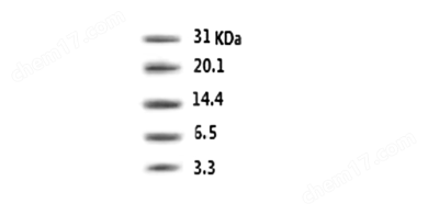 预染超低分子量蛋白质Marker（3.3kD-31.0kD）PR1900